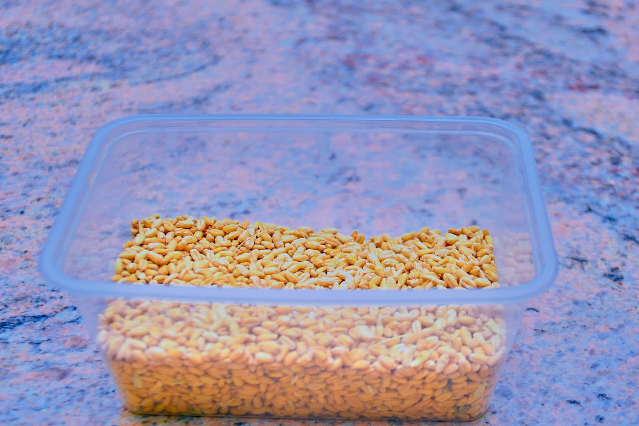 Crop science samples at the Faculty of Agriculture